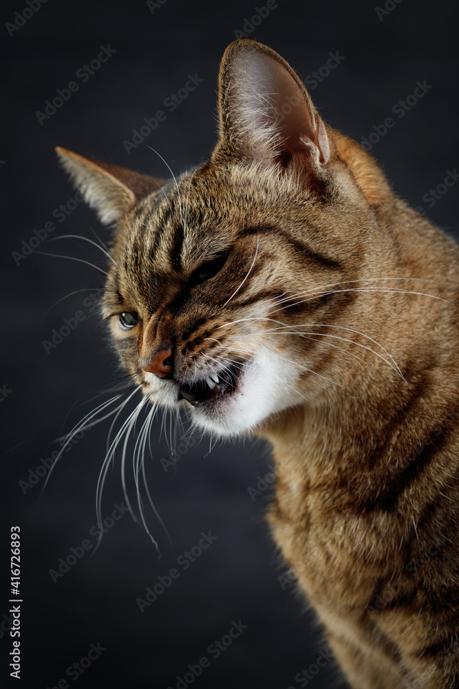 Snarling or growling angry tabby cat shows dangerous teeth. Selective focus