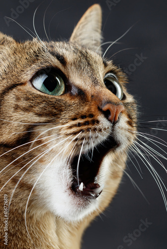 Muzzle of a cute tabby cat with open mouth, selective focus. Close up portrait of a cat is surprised or amazed. 