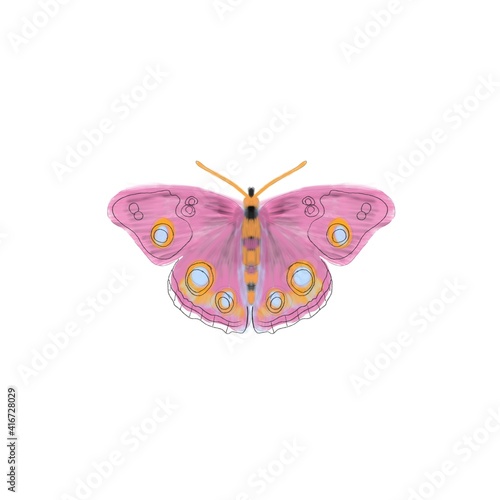 Pink butterfly on a white background, insects © colorjuli