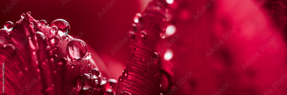 close up of pink flower wirt water drops close up of pink flower wirt water drops