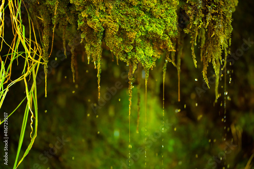 Green moss wall in Iceland with dripping water droplets. Beautiful tropical background at the waterfall. Moss texture with blurred background.