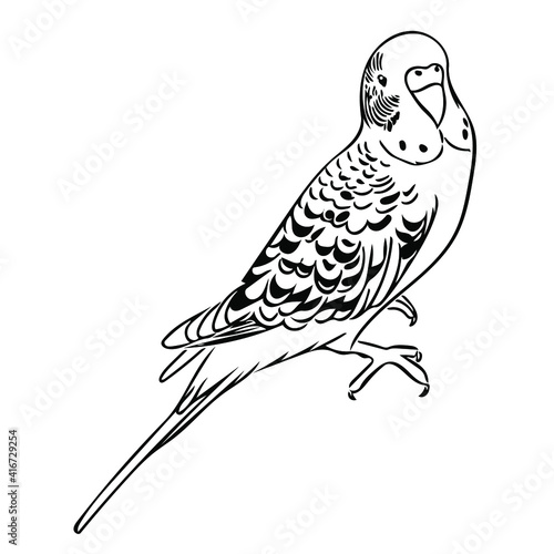 Vector sketch illustration of a cute budgie.