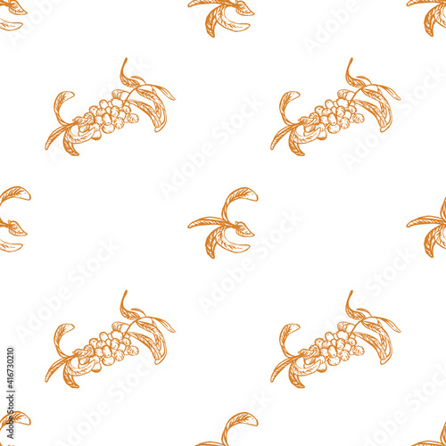Sea buckthorn vector pattern, isolated on white background. Drawn by hand. Perfect for printing on fabric, wrapping paper. Line art.