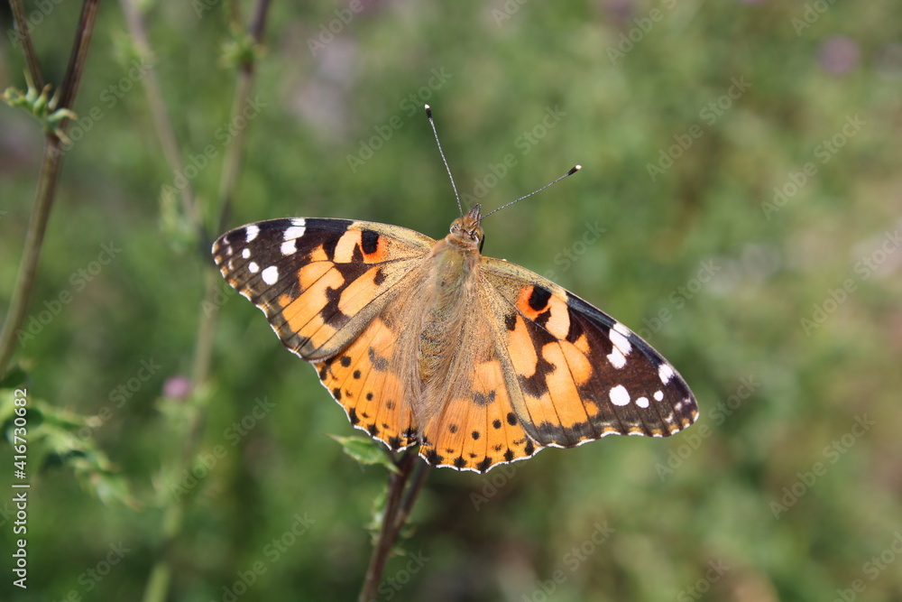 Painted lady (Vanessa cardui, Distelfalter) in the Harz National Park Painted lady (Vanessa cardui, Distelfalter) in the Harz National Park