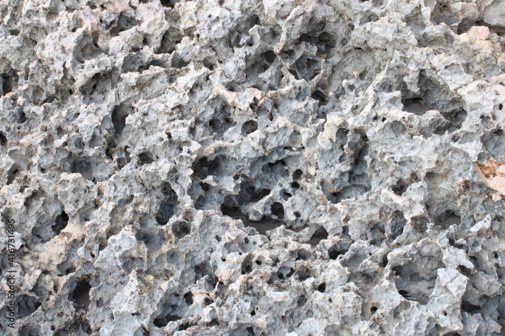 Coral Surface Texture Background