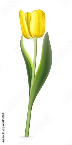 Yellow tulip on white background. Realistic spring colorful flower vector illustration. Floral decorative plant with petals and green leaves in blossom. Gift for holiday  design for card