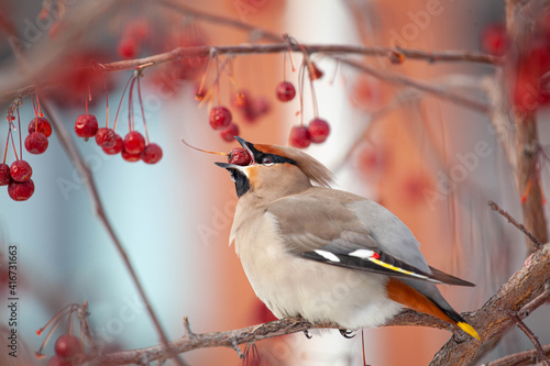 Bohemian waxwing winter passerine bird feeding on berries photo