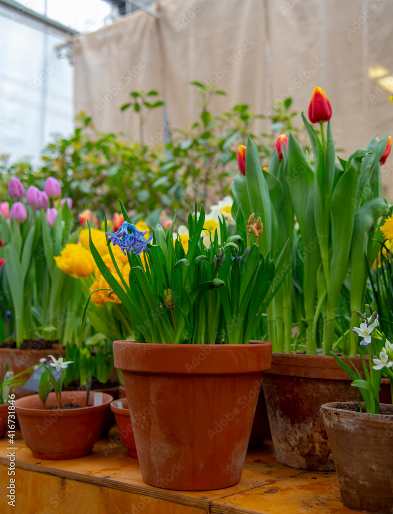 Many ceramic pots with bright flowers are arranged in a row. Many ceramic pots with bright flowers are arranged in a row.
