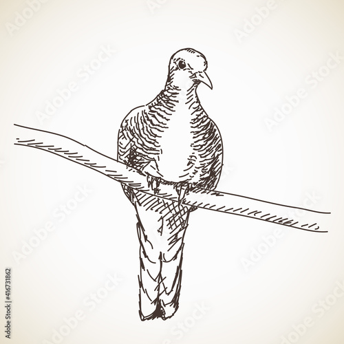 Картината върху платно Sketch of turtle dove bird