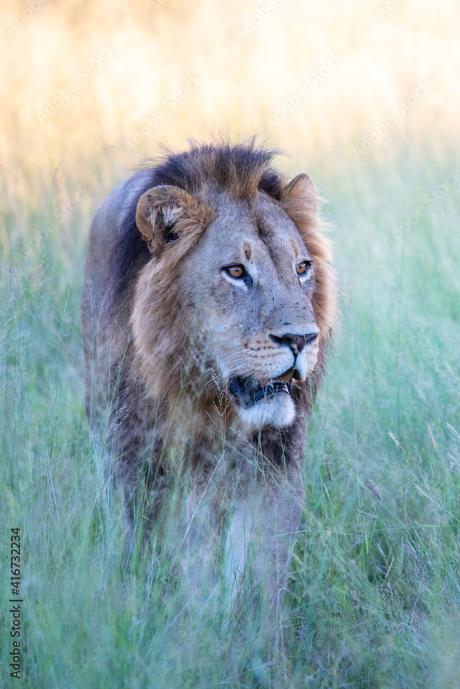 Fototapeta premium Big lion lying on savannah grass. Landscape with characteristic trees on the plain and hills in the background
