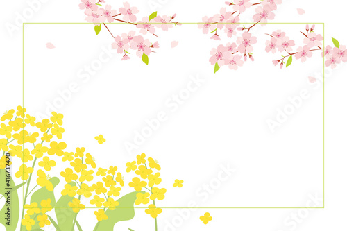 Cherry blossom and canola flowers background illustration