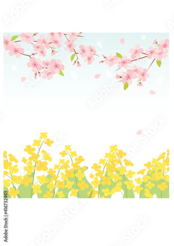 Cherry blossom and canola flowers background illustration