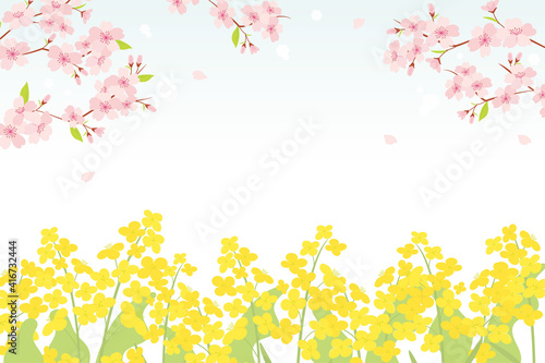 Cherry blossom and canola flowers background illustration
