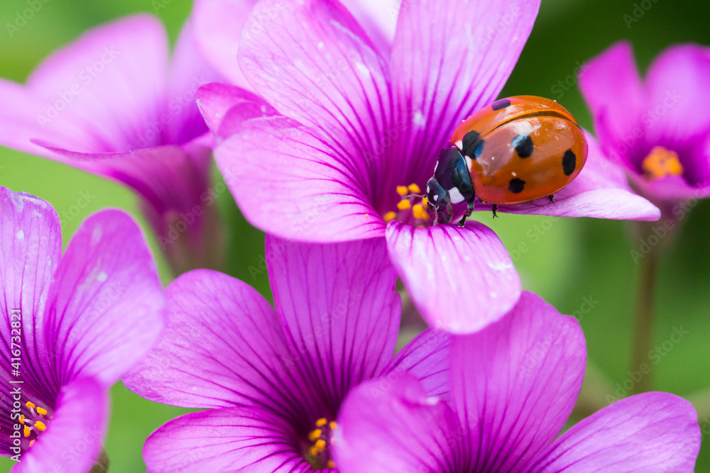 Fototapeta premium Ladybug on clover flower