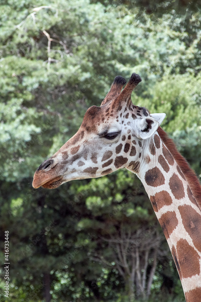 Giraffes head and neck in profile