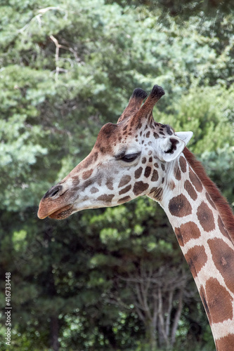 Giraffes head and neck in profile © Trebor Eckscher