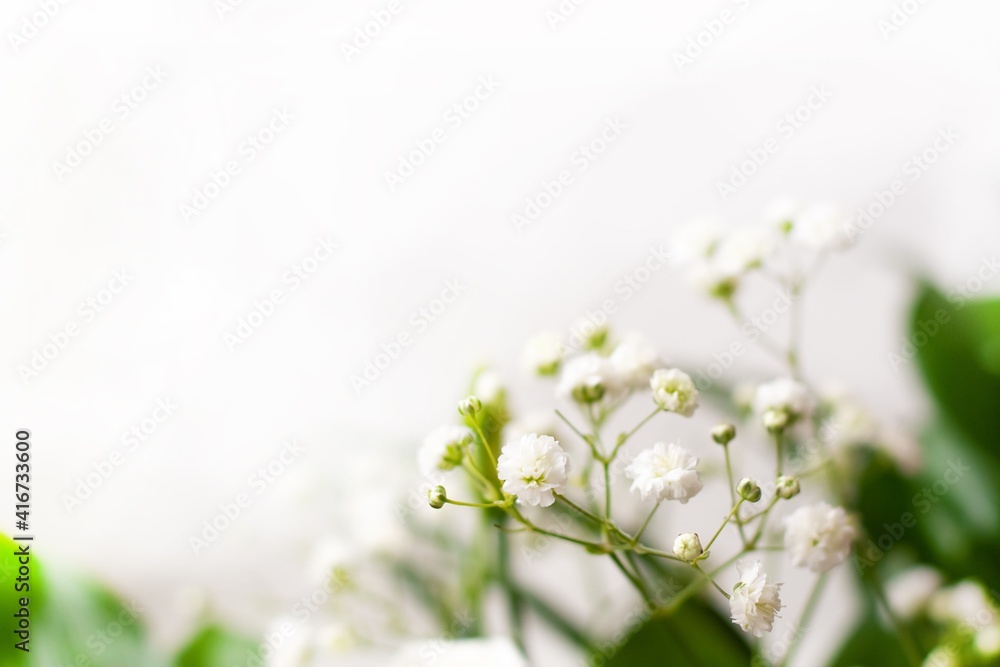 Flowers close up on a white background. Spring day. Flowers close up on a white background. Spring day.