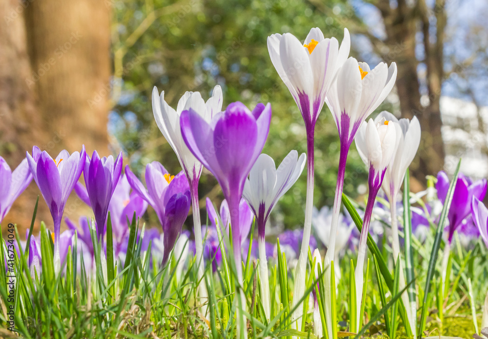 Green, purple and white colors of crocus spring flowers, Netherlands Green, purple and white colors of crocus spring flowers, Netherlands