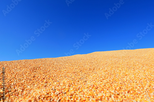 Piles of corn in the background of blue sky, North China © zhang yongxin
