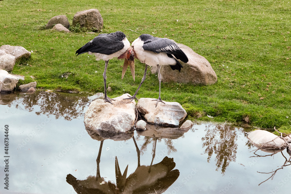 Marabou storks necks cross. Two marabou birds standing on rocks. Zoo birds.