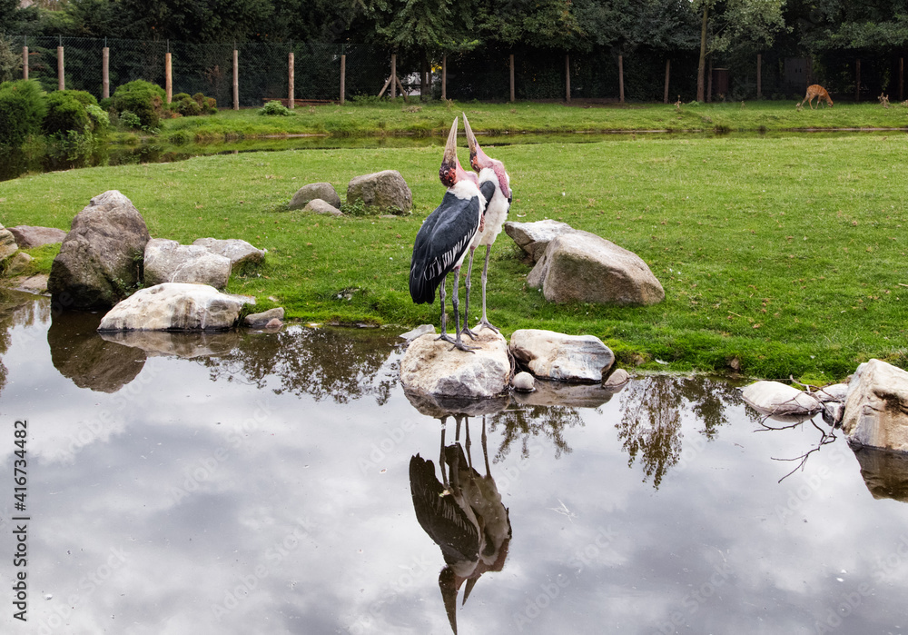 Lovely pair of Marabou storks beaks up. Two marabou birds heads up on rocks in lake. Zoo birds.