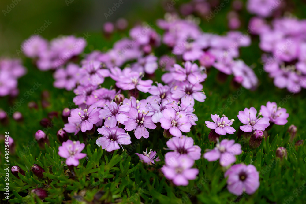 Purple flowers of moss campion, cushion pink; Silene acaulis flowering in Norwegian nature Purple flowers of moss campion, cushion pink; Silene acaulis flowering in Norwegian nature