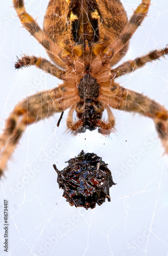 wrapped prey of a spider in the web, the European garden cross spider, Araneus diadematus, waiting behind it