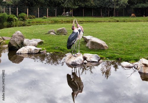 Obraz na płótnie Lovely pair of Marabou storks beaks up. Two marabou birds heads up on rocks in lake. Zoo birds. w salonie