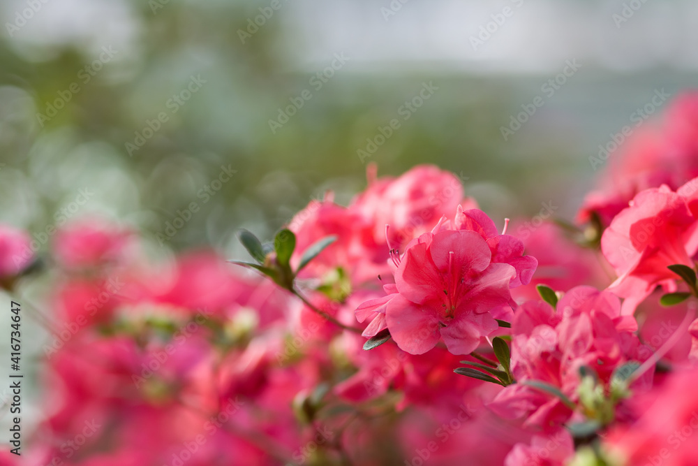 Blooming pink white violet azalea flowers close-up in a botanical garden.Azalea festival.Pink azalea flower, in full bloom, Rhododendron Blooming pink white violet azalea flowers close-up in a botanical garden.Azalea festival.Pink azalea flower, in full bloom, Rhododendron