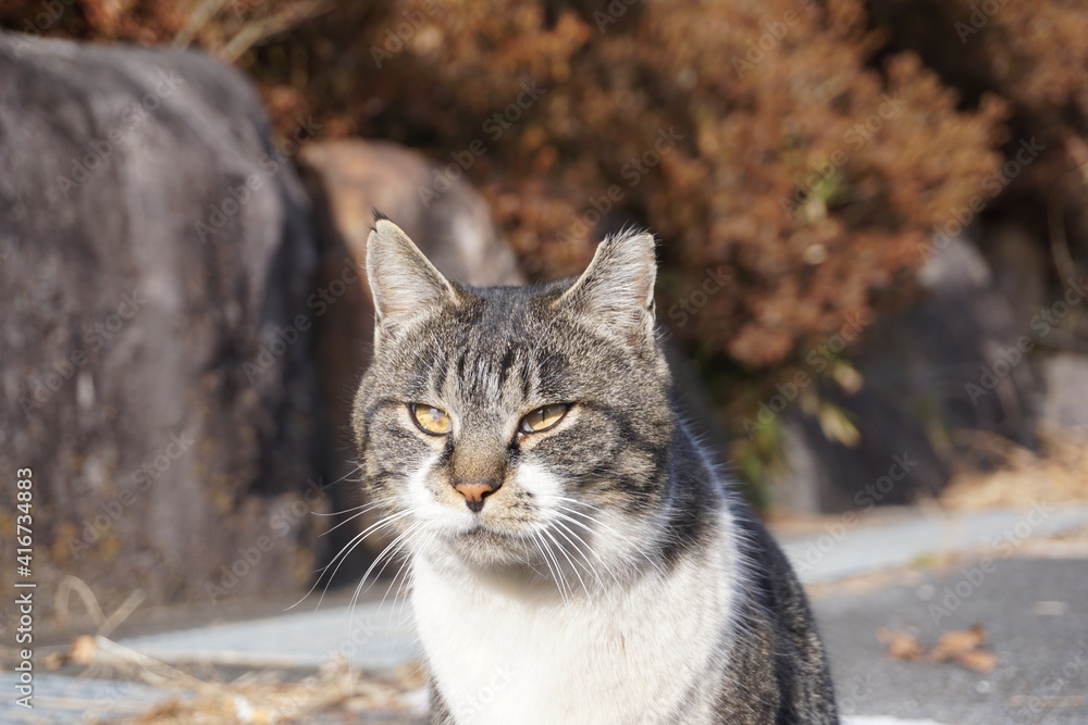 寄り目の野良猫