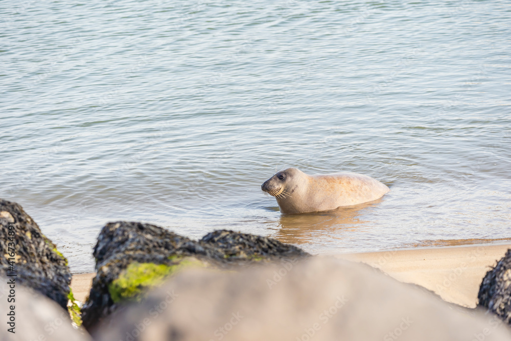 Harbor seal on the seaside, European seal, North Sea Harbor seal on the seaside, European seal, North Sea