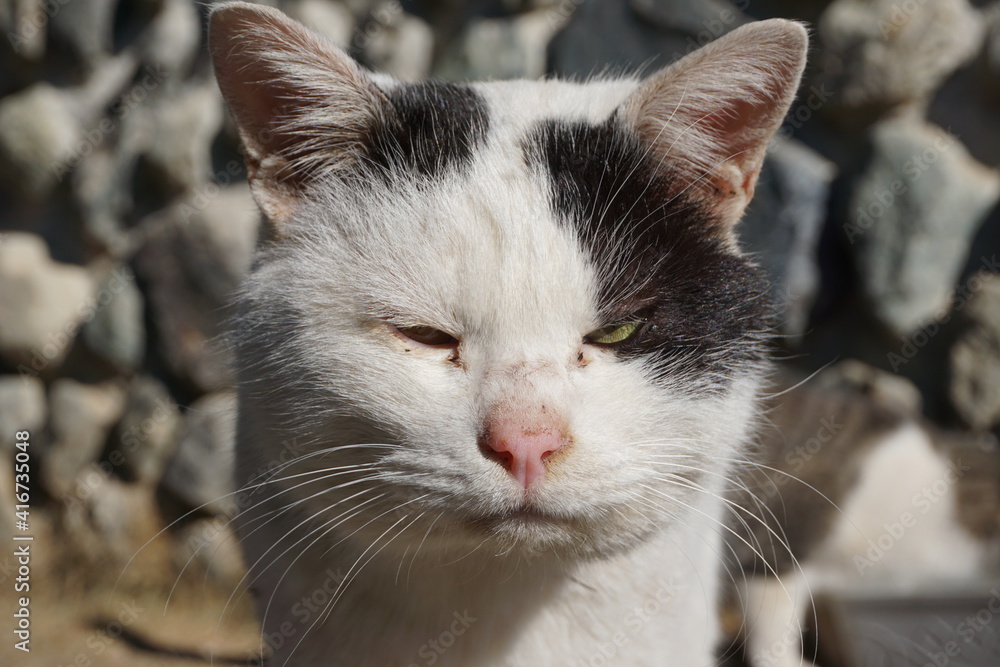 野良猫 野良猫