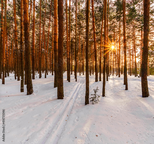 Sunset or sunrise in a winter pine grove with snow on earth and path, leading far away. Rows of pine trunks with the sun rays passing through the trees