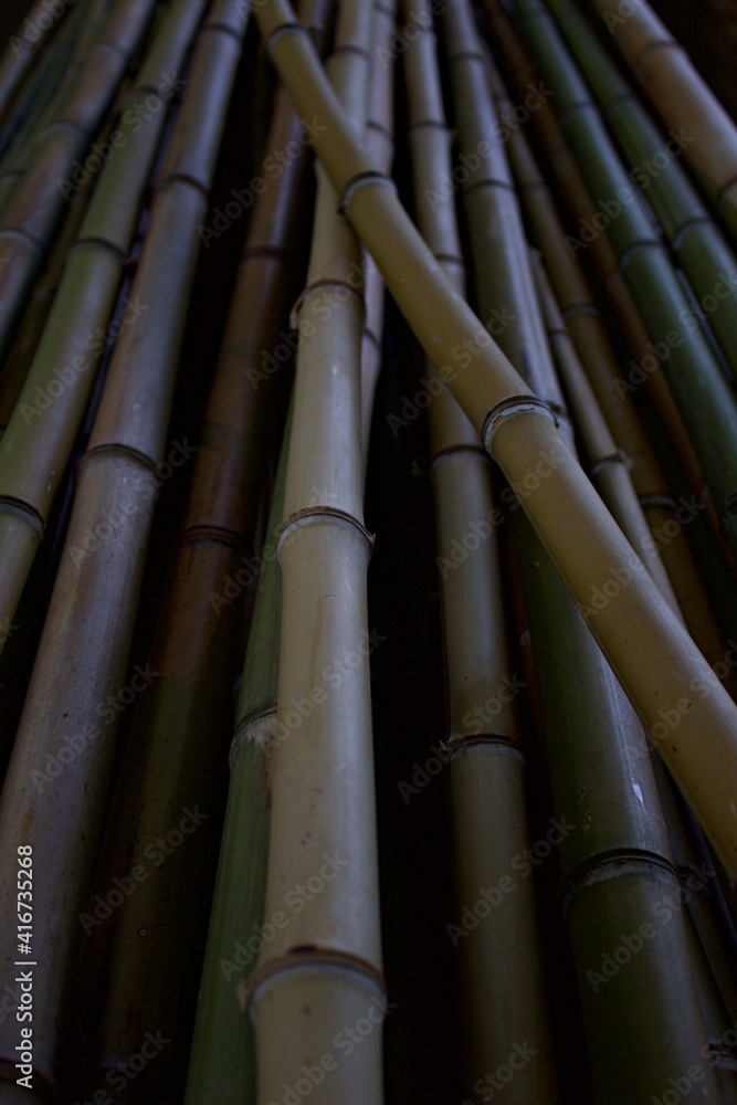 Obraz premium Bambu