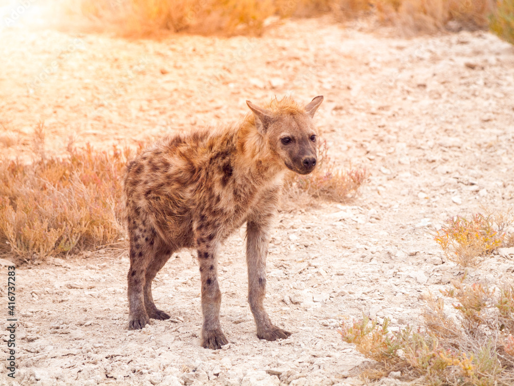 Hyena scavenger in african savanna Stock Photo | Adobe Stock