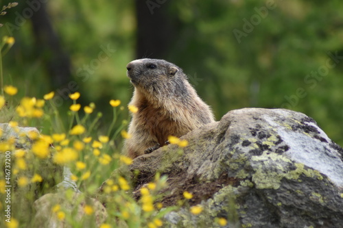 marmot in the mountains © My.S.