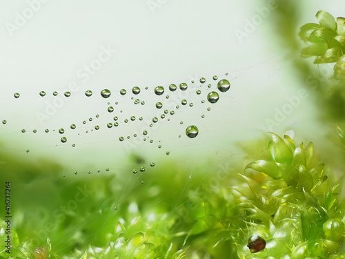 Tautropfen im Spinnennetz über Moos photo