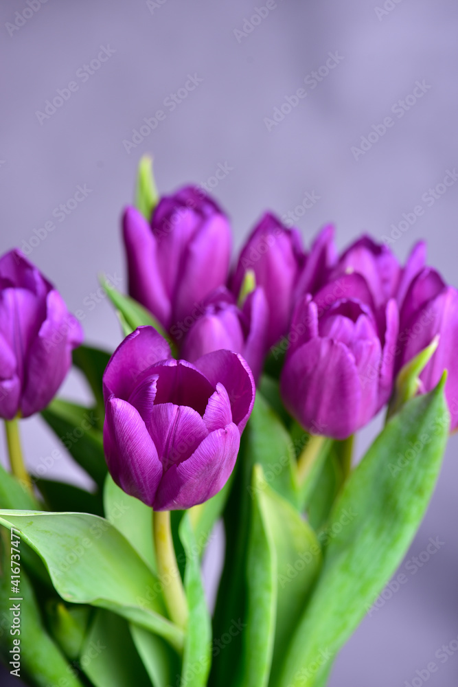 Bouquet of purple tulips with green leaves on a gray background. Bouquet of purple tulips with green leaves on a gray background.