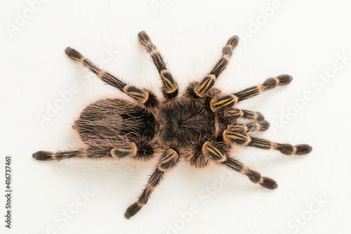 Grammostola pulchripes (golden knee Tarantura) on white background.
 photo