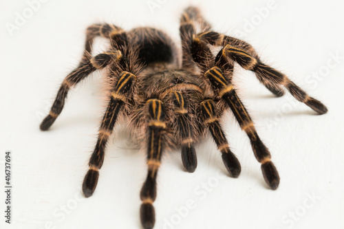 Vászonkép Grammostola pulchripes (golden knee Tarantura) on white background