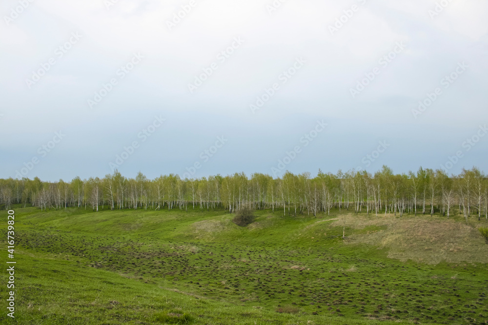 birch grove along the horizon on a spring cloudy day