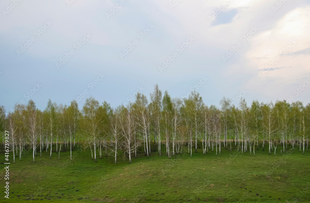 birch grove along the horizon on a spring cloudy day birch grove along the horizon on a spring cloudy day