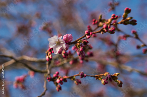 Japanischer Garten EGA Erfurt Kirschblüte