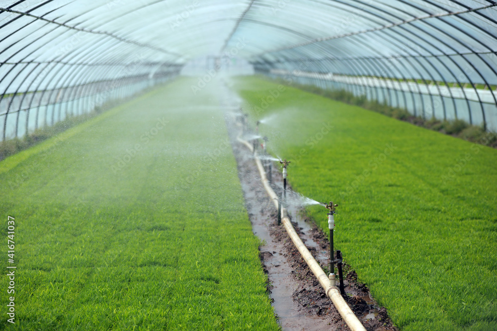 Rice seedling greenhouse, North China Rice seedling greenhouse, North China