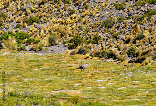 Bolivian highlands puna steppe landscape. Ostrich bird Nandu de Magallanes Rhea pennata in Eduardo Avaroa Andean Fauna Wildlife Reserve, Bolivia, South America. Bird Nandu grazing in bofedales pasture photo