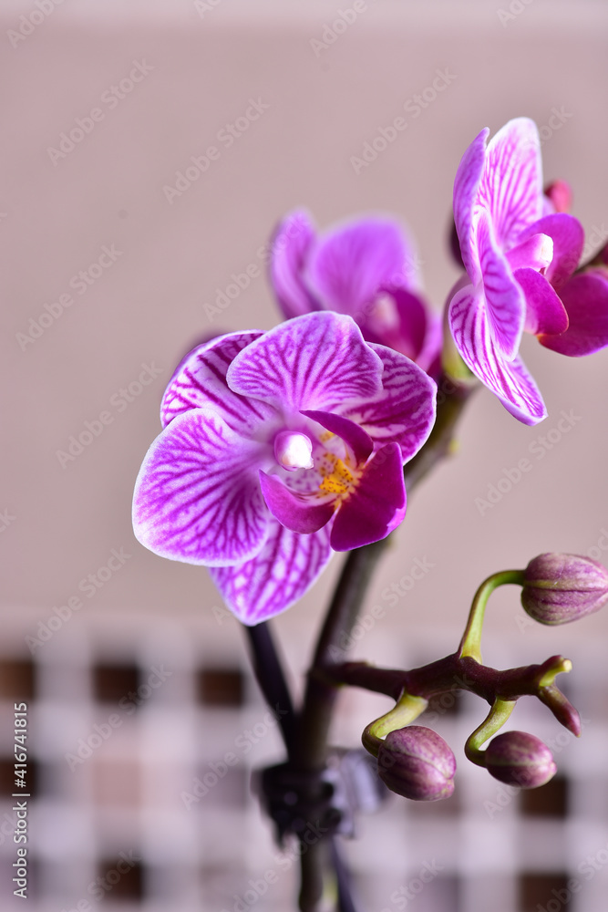 Obraz premium Lilac small orchid against the background of mosaic tiles.