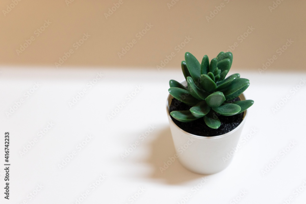 おしゃれな観葉植物 おしゃれな観葉植物