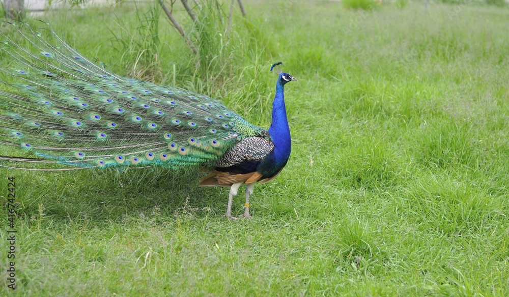Fototapeta premium peafowl walks on the green grass. Beautiful peacock. High quality photo