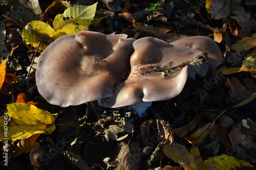 Pilze im Herbst auf dem Pfingstberg, Potsdam, Brandenburg photo