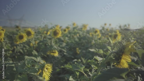 Sunflower and sky photo